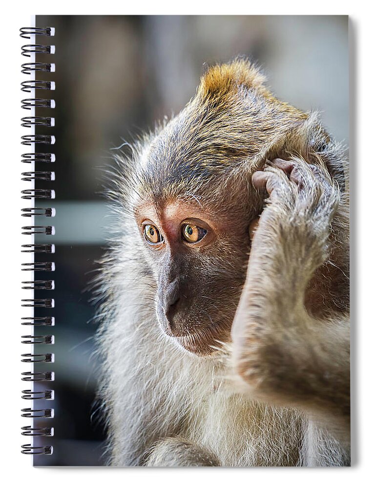 Monkey Spiral Notebook featuring the photograph Hello, Monkey Here by Rick Deacon
