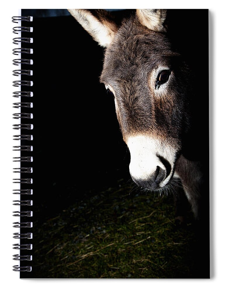 Donkey Spiral Notebook featuring the photograph Hello by Monte Arnold
