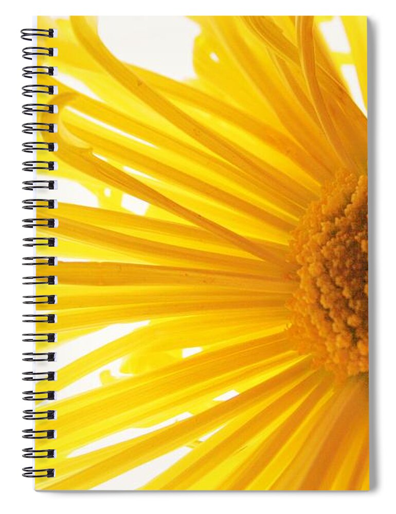 Daisy Spiral Notebook featuring the photograph Hello Sunshine by Julie Lueders 