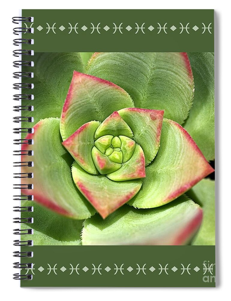 Joy Watson Spiral Notebook featuring the photograph Hens And Chicks Succulent And Design by Joy Watson