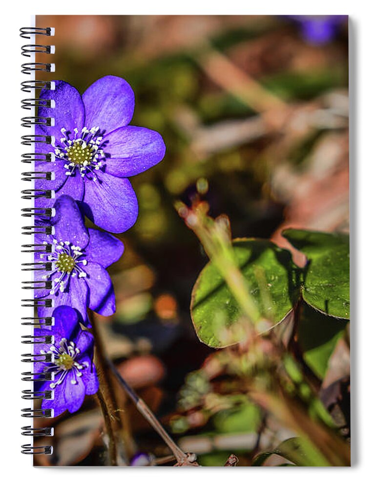 Hepatica Nobilis Spiral Notebook featuring the photograph Hepatica nobilis #h4 by Leif Sohlman