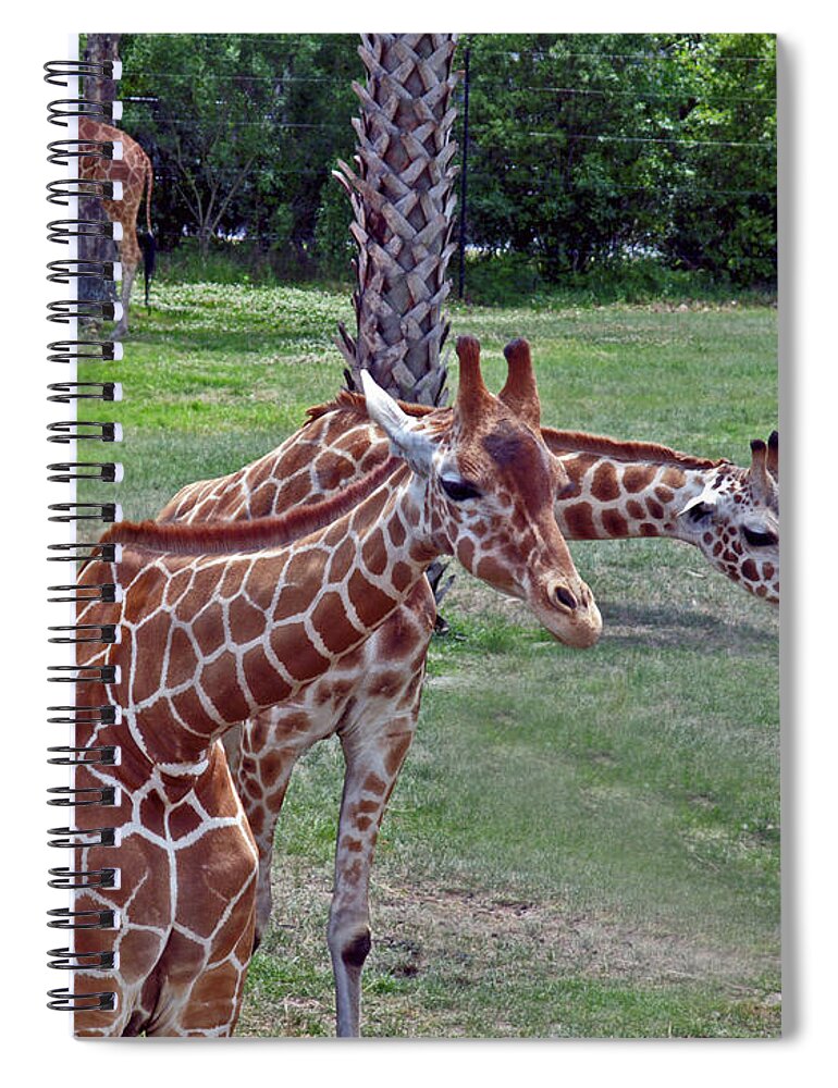Giraffe Spiral Notebook featuring the photograph Here's Looking At You Kid by Bob Johnson