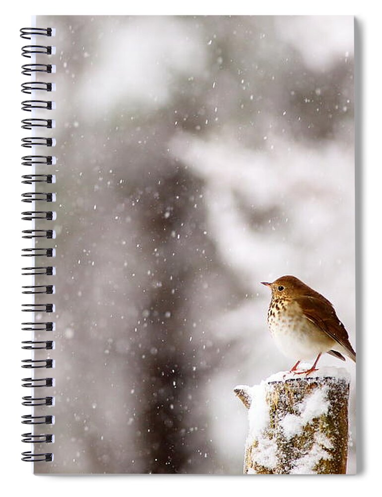 Hermit Thrush Spiral Notebook featuring the photograph Hermit Thrush On Post In Snow by Daniel Reed
