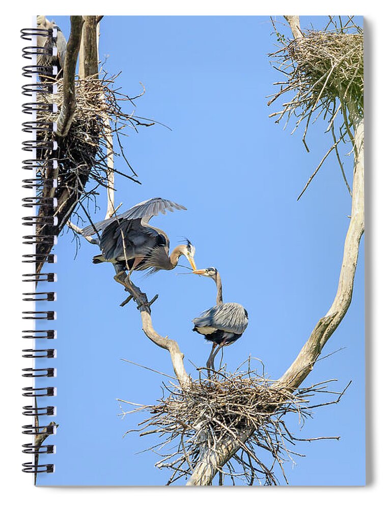 Great Blue Heron Spiral Notebook featuring the photograph Heron Courting 2 of 6 The Exchange by Joni Eskridge