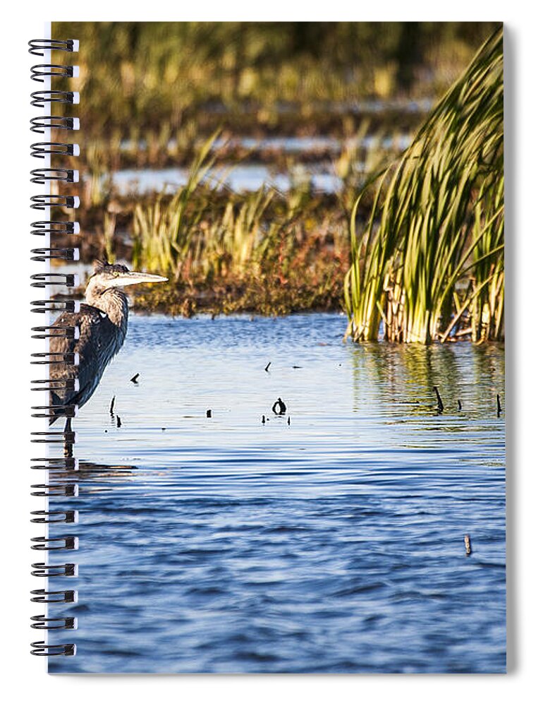 Birds Spiral Notebook featuring the photograph Heron - Horicon Marsh - Wisconsin by Steven Ralser