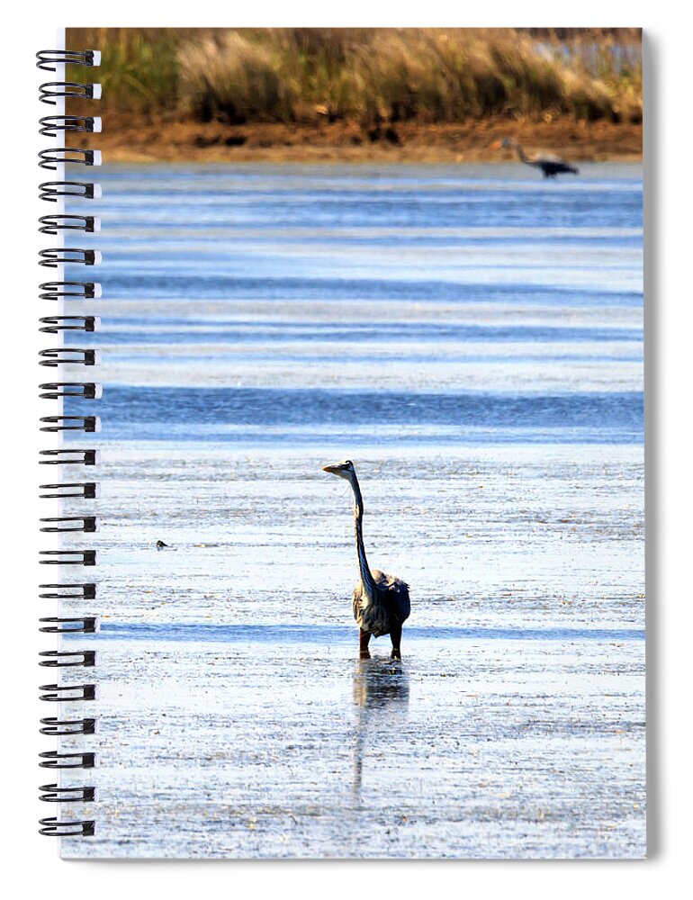 Heron Spiral Notebook featuring the photograph Heron in the Water by Travis Rogers