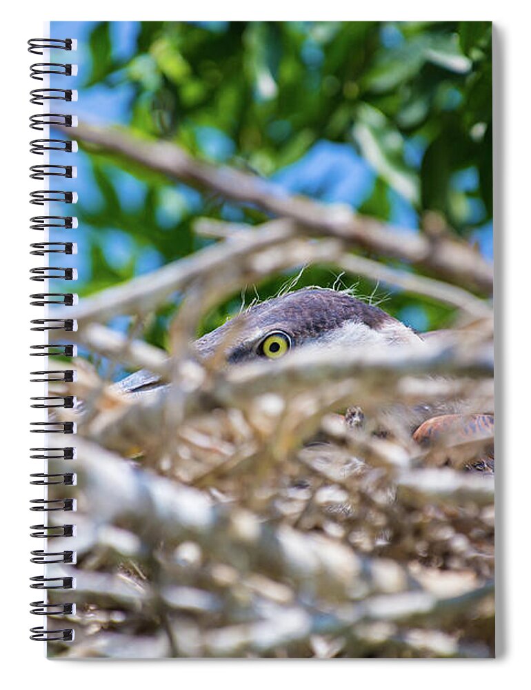 Wildlife Spiral Notebook featuring the photograph Heron Nest by Dillon Kalkhurst