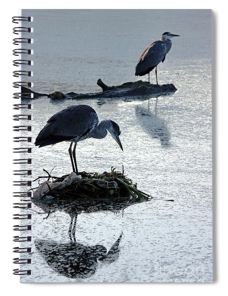  Heron Nest Pair Spiral Notebook featuring the photograph Heron on nest by Julia Gavin