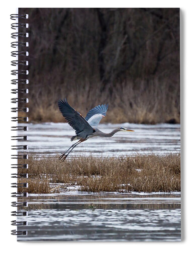 Great Blue Heron Spiral Notebook featuring the photograph Heron Take Off by Jennifer White