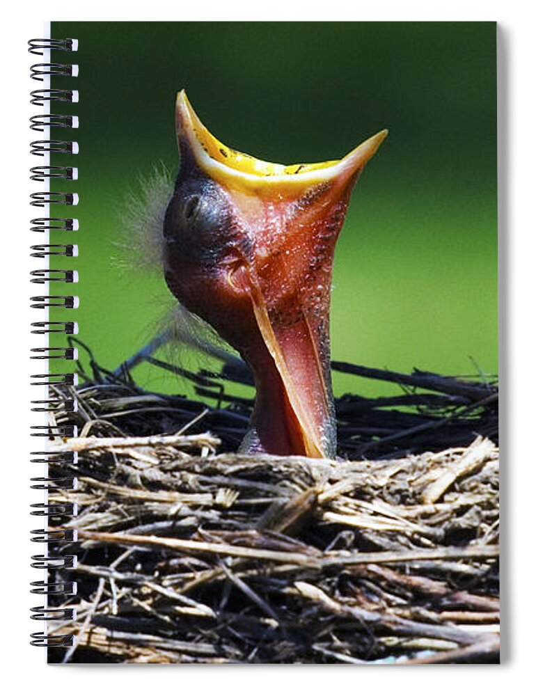 Bird Spiral Notebook featuring the photograph Hey I'm Happy Spring Is Here by Bob Christopher