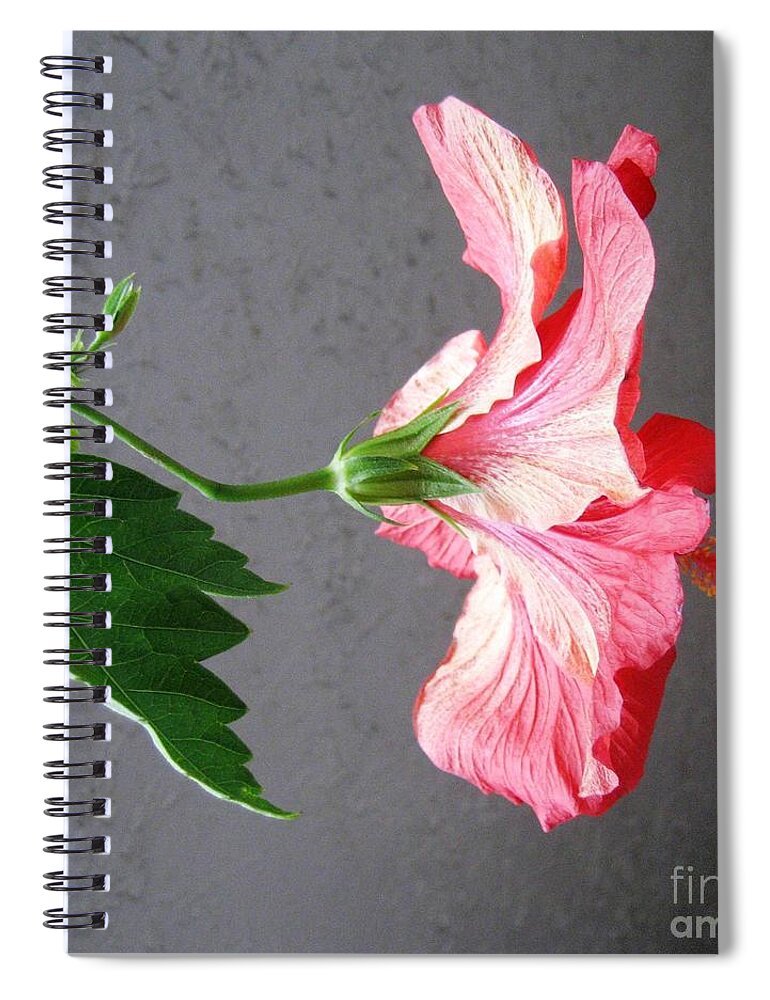 Hibiscus Spiral Notebook featuring the photograph Hibiscus #4 by Cindy Schneider