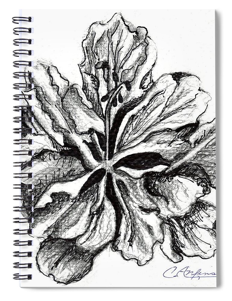 Hibiscus Spiral Notebook featuring the drawing Hibiscus Bloom by Carol Allen Anfinsen