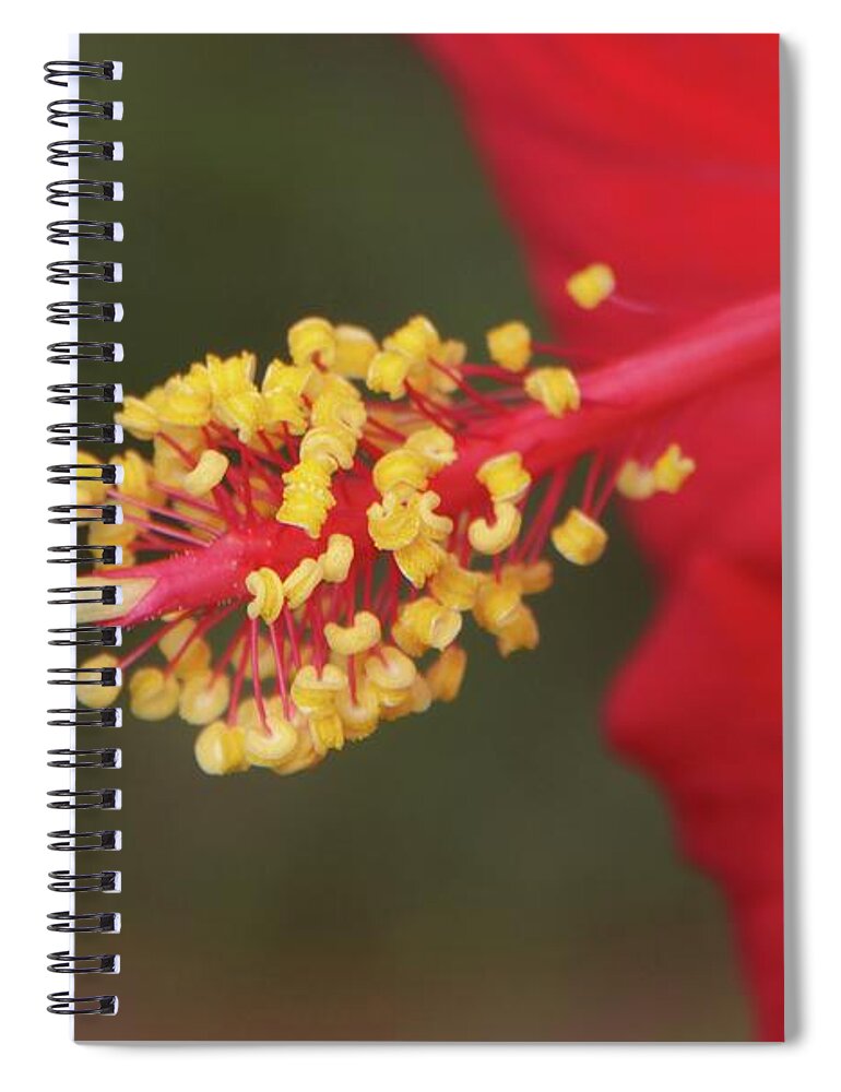 Hibiscus Spiral Notebook featuring the photograph Hibiscus Bloom by Richard Rizzo