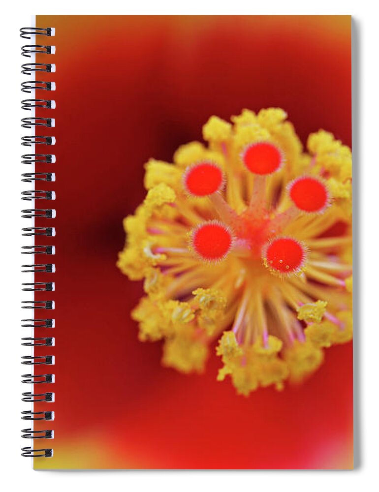Abstract Spiral Notebook featuring the photograph Hibiscus Flower by Juergen Roth