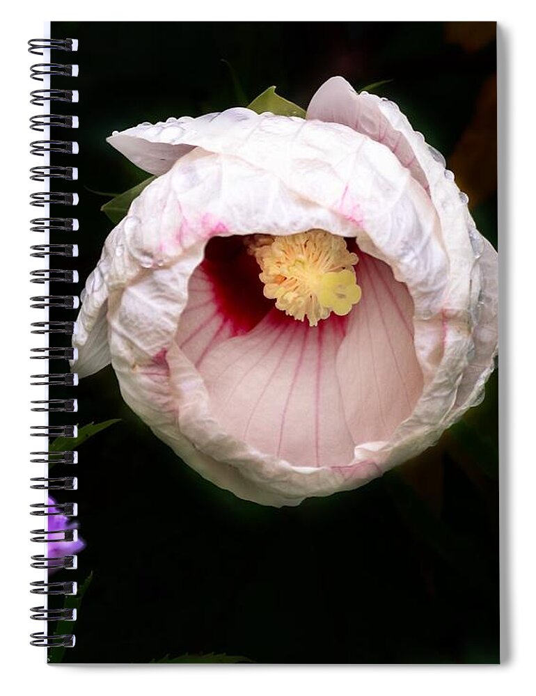 Hibiscus Spiral Notebook featuring the photograph Hibiscus in bloom by Jackson Pearson