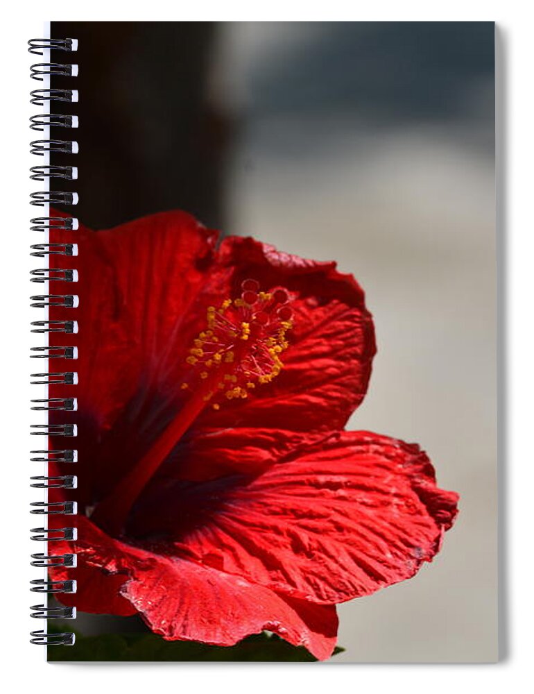 Hibiscus In The Shadows Spiral Notebook featuring the photograph Hibiscus in the Shadows by Maria Urso