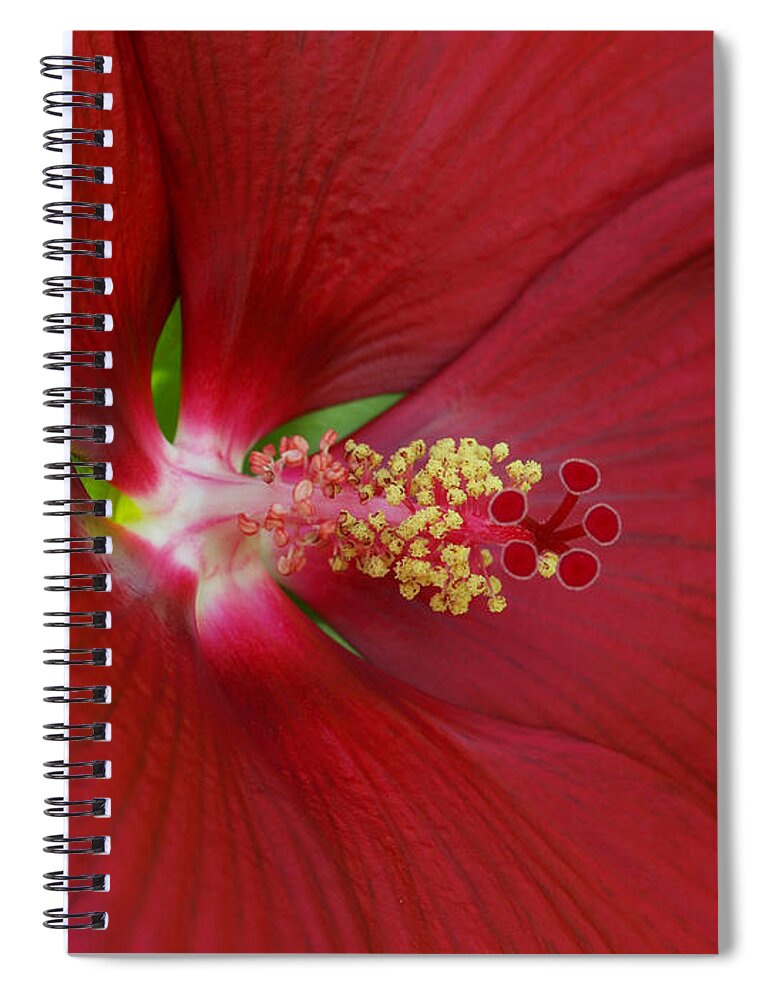 Melissa Peterson Nature Photo Petersonnaturephoto Flower Flowers Flowering Bloom Blooms Blooming Hibiscus Red Macro Close Up Close-up Seed Seeds Pollen Petal Petals Beautiful Delicate Intricate Detail Details Plants Plant Photography Morris Minnesota Mn North America Abstract Unique Crimson Wine Magenta Scarlet Rose Mallow Horticulture Spiral Notebook featuring the photograph Hibiscus by Melissa Peterson