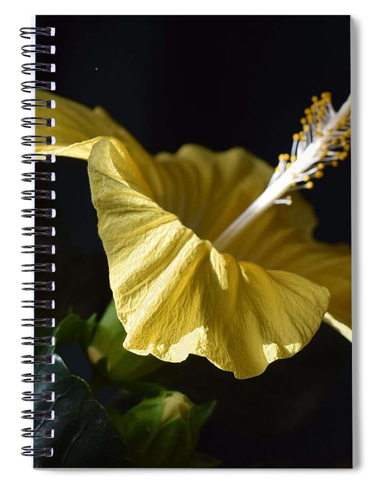 Yellow Hibiscus Spiral Notebook featuring the photograph Hibiscus by R Allen Swezey