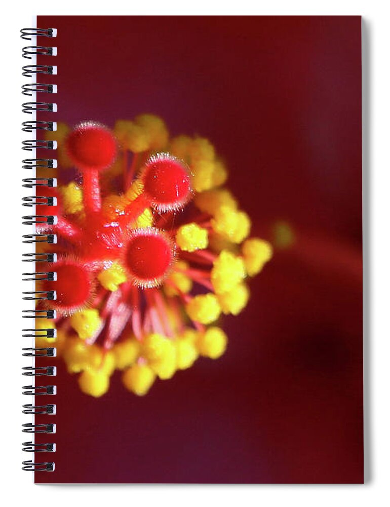 Hibiscus Spiral Notebook featuring the photograph Hibiscus Stigma by DiDesigns Graphics