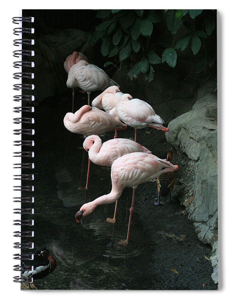 Scene Spiral Notebook featuring the photograph Hide and Seek by Mary Mikawoz