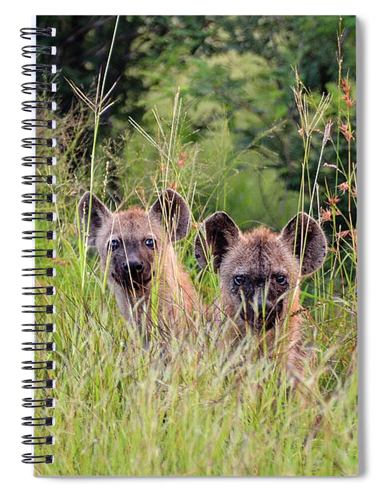 Hyena Spiral Notebook featuring the photograph Hide-n-Seek Hyenas by Gaelyn Olmsted