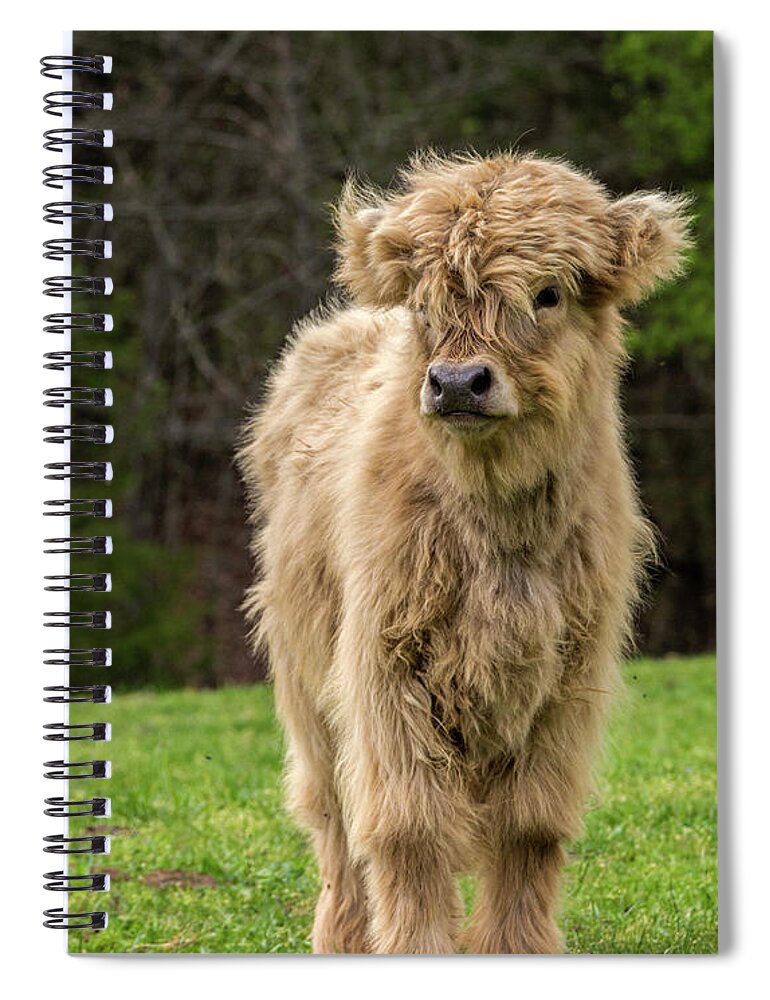 Calf Spiral Notebook featuring the photograph Highland Calf by Holly Ross