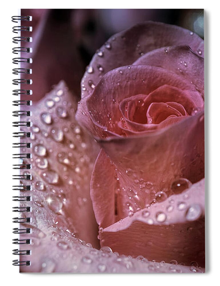 Rose Spiral Notebook featuring the photograph Highlights on Pink Rose by Lilia S