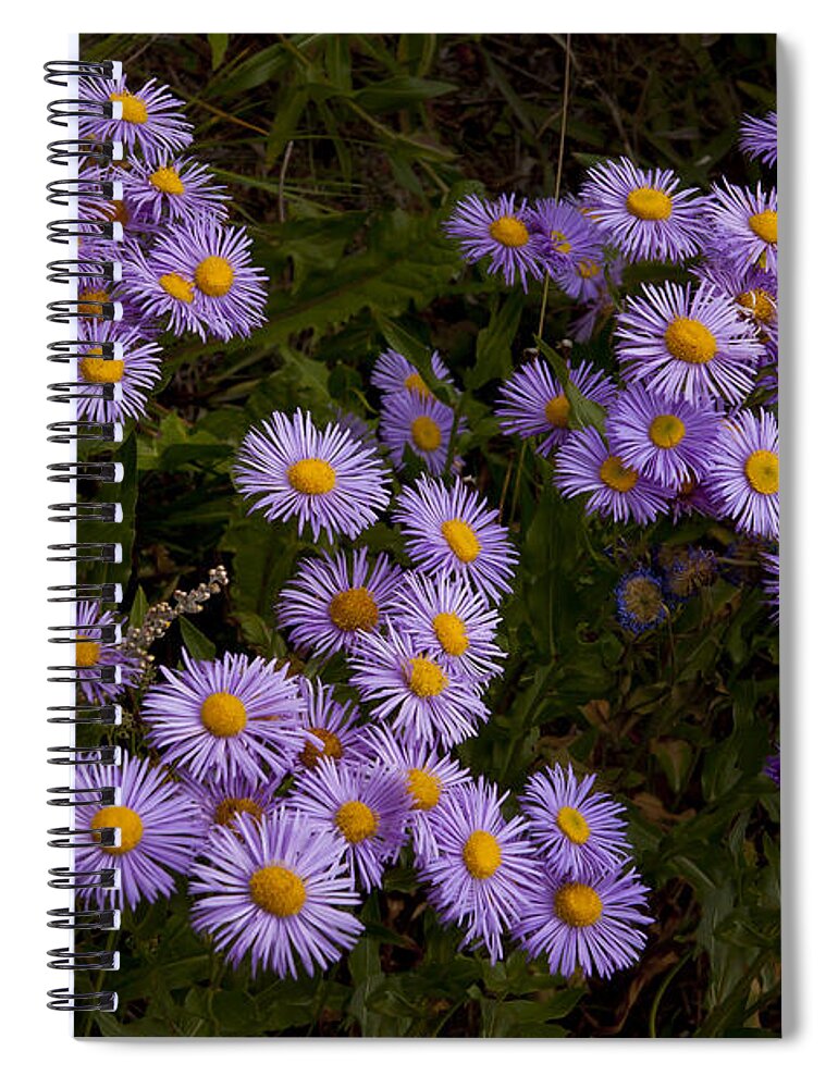 Hoary Tansyaster Spiral Notebook featuring the photograph Hoary Tansyaster-Signed-#9698 by J L Woody Wooden