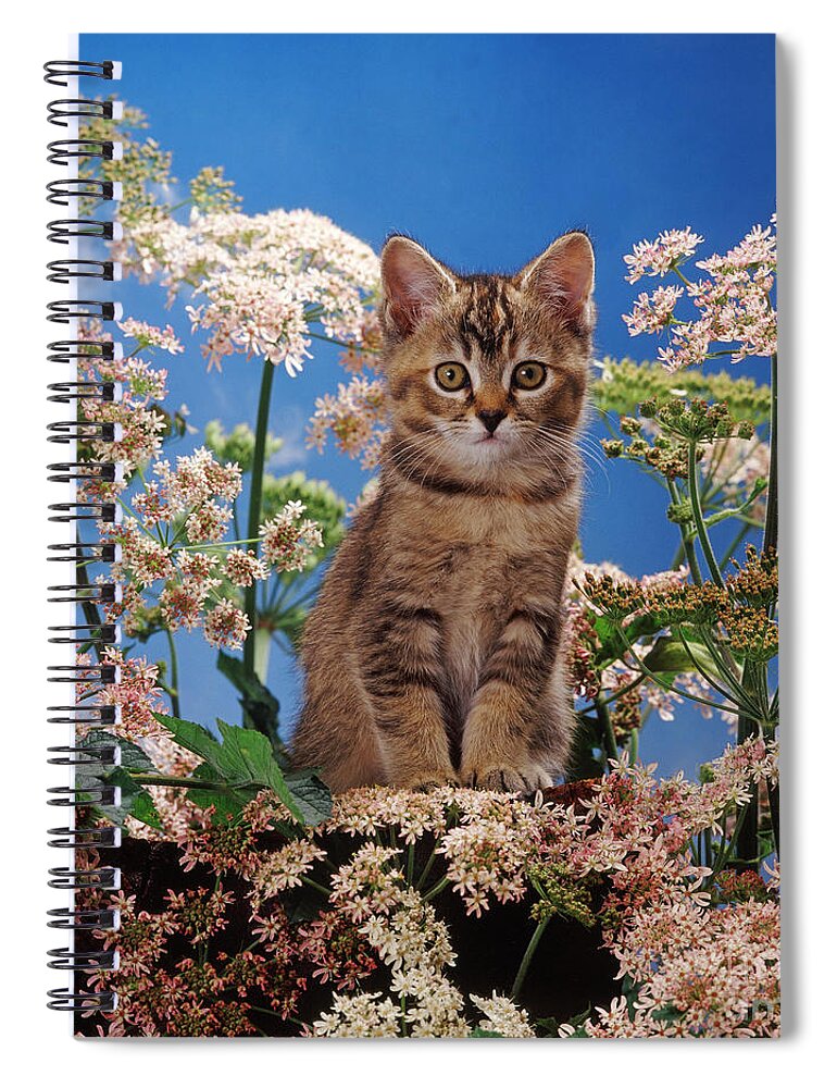 Tabby Spiral Notebook featuring the photograph Hogging all the Hogweed by Warren Photographic