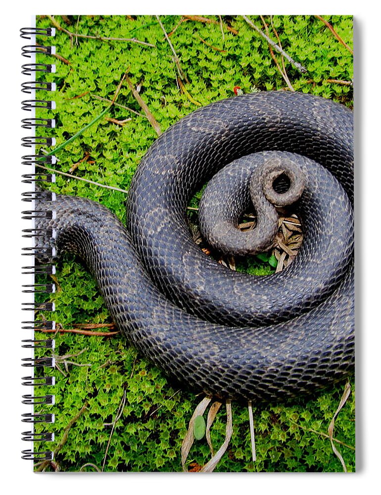 Eastern Hognose Snake Spiral Notebook featuring the photograph Hognose Spiral by Joshua Bales