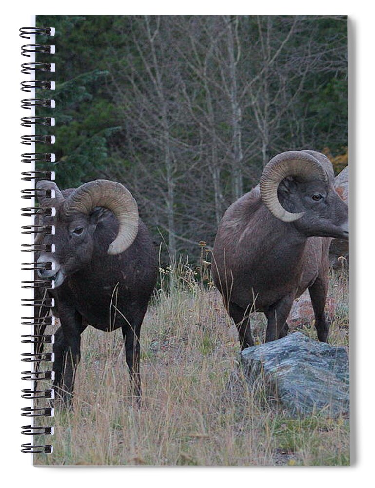 Sheep Spiral Notebook featuring the photograph Holy Sheep by Ivan Franklin
