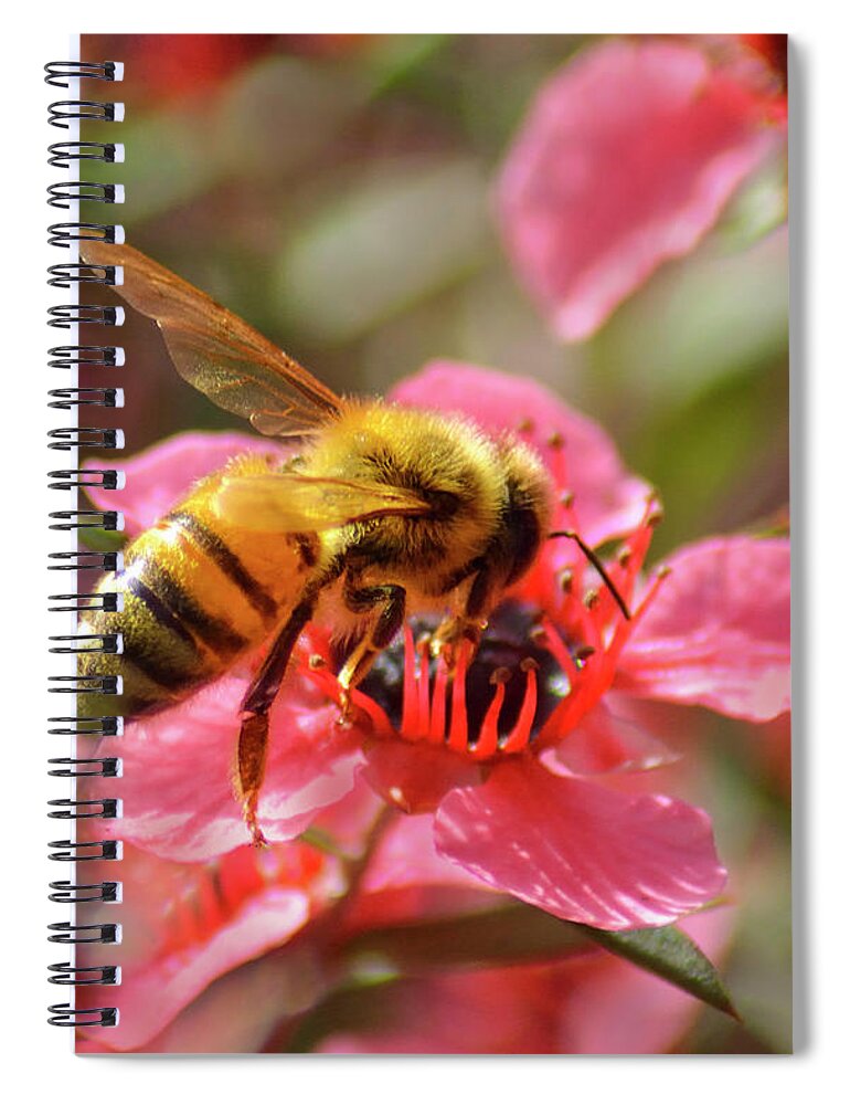 Bee Spiral Notebook featuring the photograph Honeybee on Tea Tree Blossom by Brian Tada
