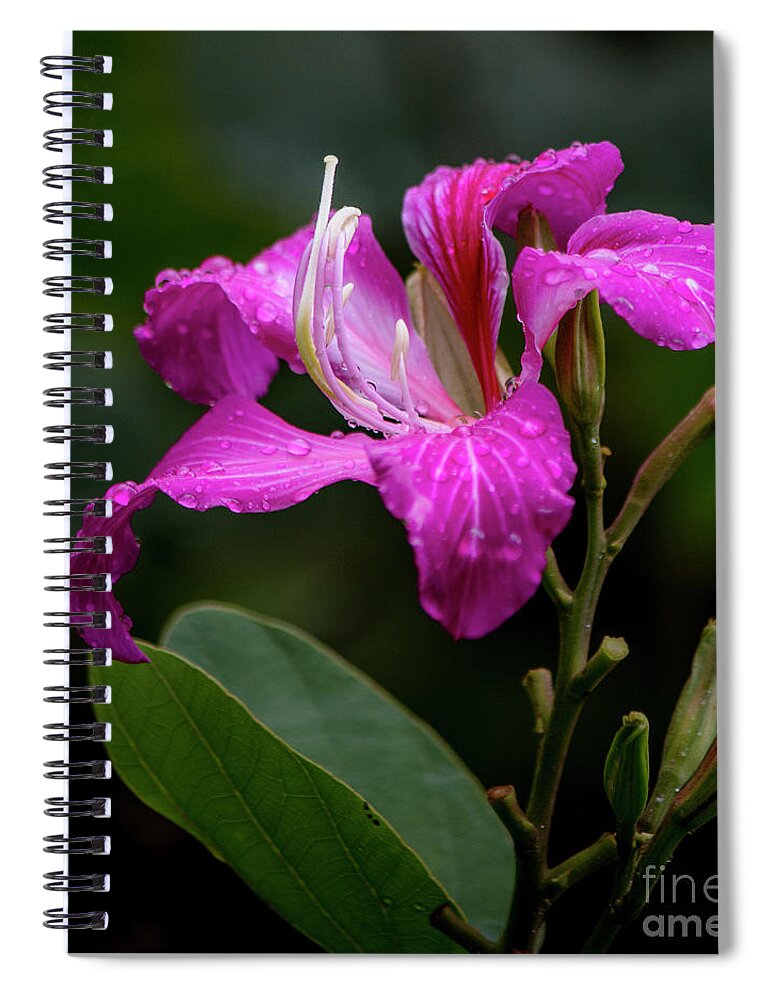 Hawaii Spiral Notebook featuring the photograph Hong Kong Orchid by Teresa Wilson