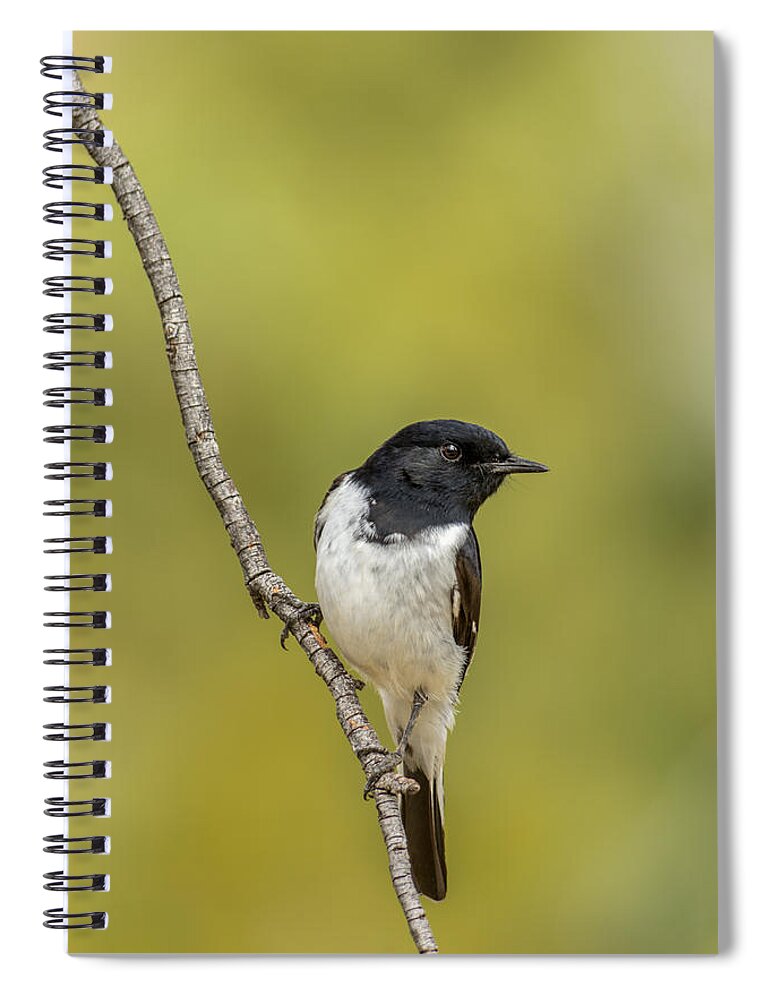 Bird Spiral Notebook featuring the photograph Hooded Robin by Racheal Christian