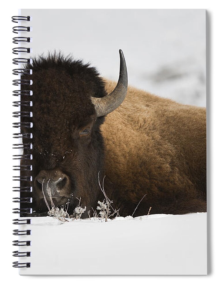 Winter Spiral Notebook featuring the photograph Horn of Plenty by Bill Cubitt