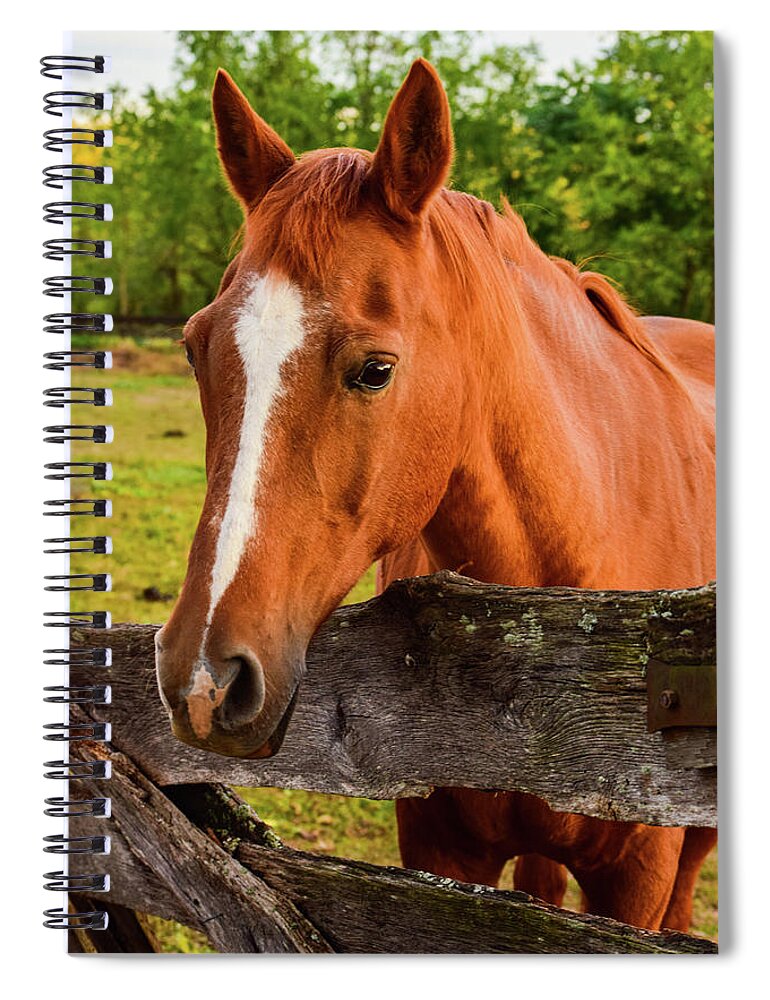 Horse Spiral Notebook featuring the photograph Horse Friends by Nicole Lloyd