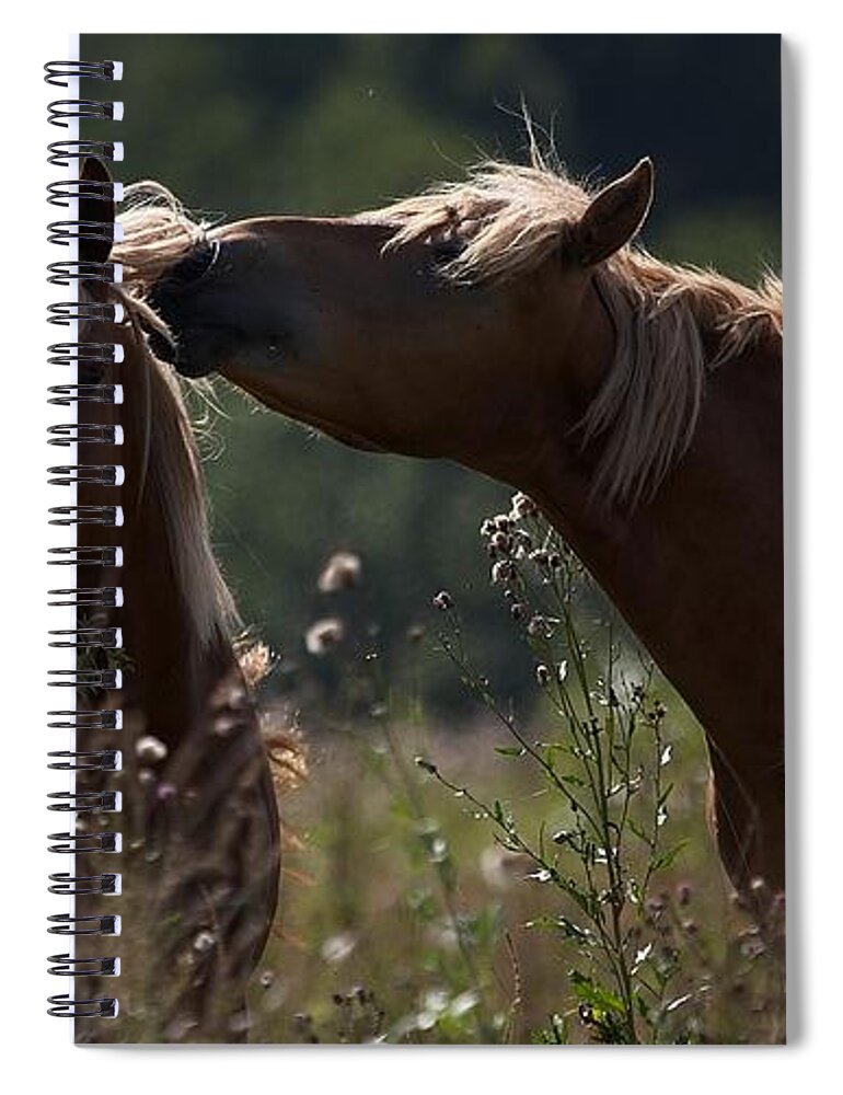 Horse Spiral Notebook featuring the photograph Horse by Jackie Russo