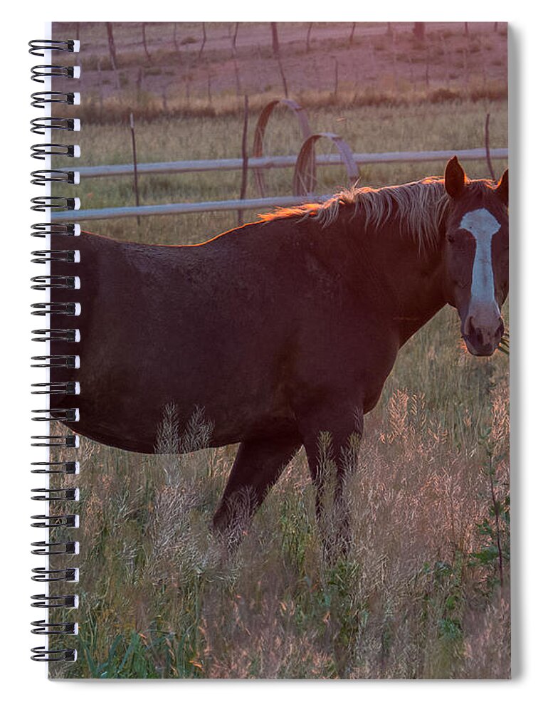 Nature Spiral Notebook featuring the photograph Horses 2 by Christy Garavetto