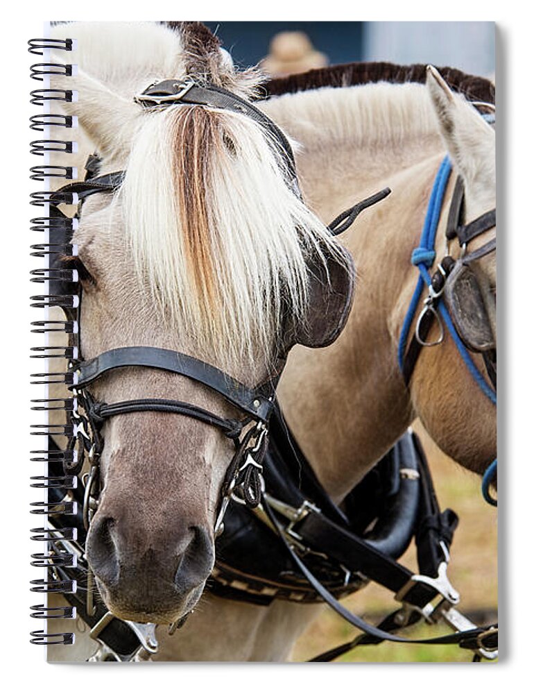 Horse Progress Days Spiral Notebook featuring the photograph Horses at Progress Days by David Arment