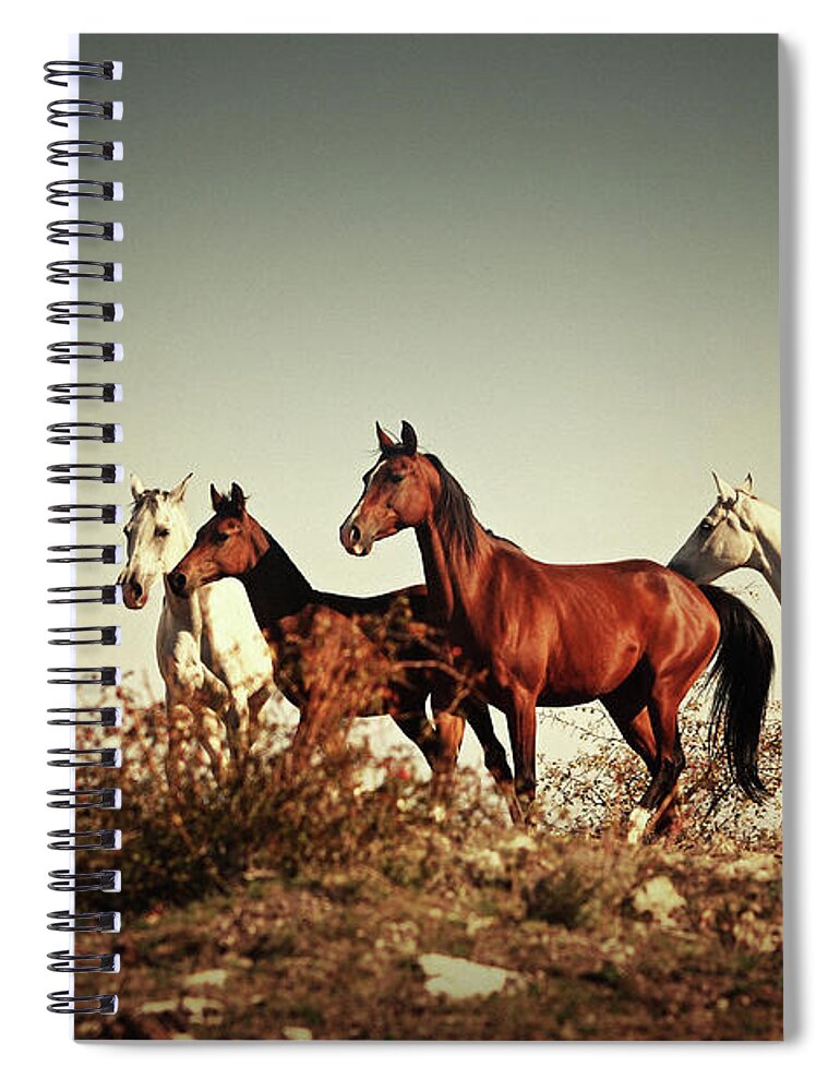Horses Spiral Notebook featuring the photograph Horses running stallions - Black and White by Dimitar Hristov