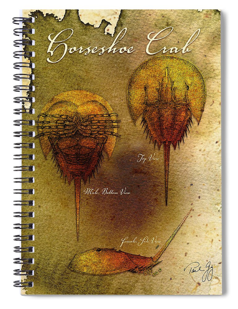 Horseshoe Crab Spiral Notebook featuring the mixed media Horseshoe Crab by Paul Gaj