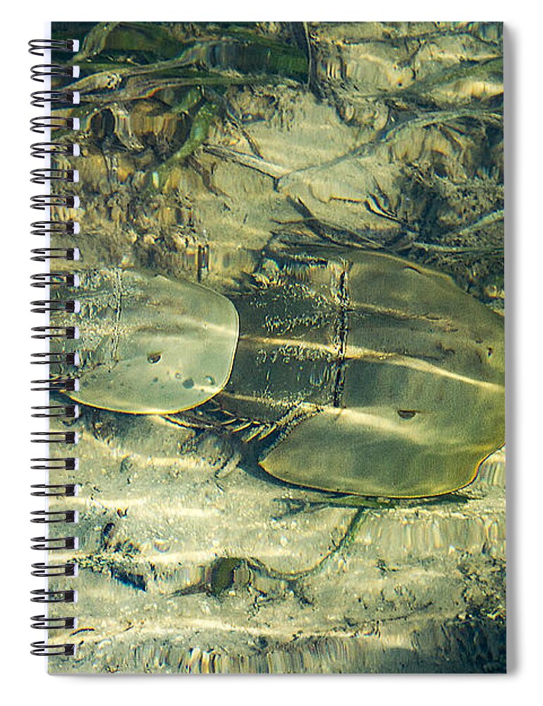 Ocean Spiral Notebook featuring the photograph Horseshoe Crabs by Bob Slitzan