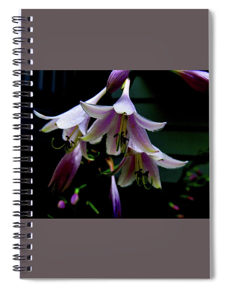 Purple Blossoms Spiral Notebook featuring the photograph Hostas Blossoms by Linda Stern