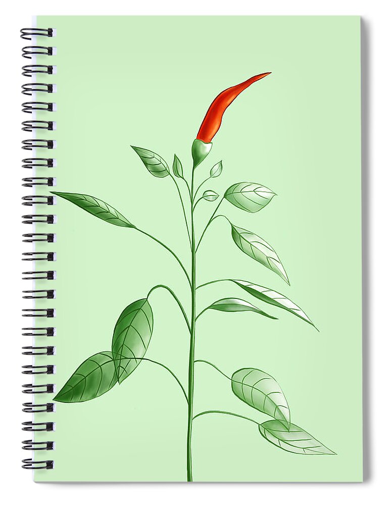 Chili Spiral Notebook featuring the digital art Hot Chili Pepper Plant Botanical Illustration by Boriana Giormova