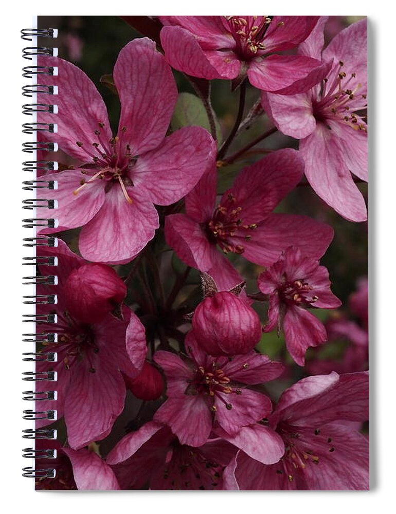 Botanical Spiral Notebook featuring the photograph Hot Pink Bloomers by Richard Thomas