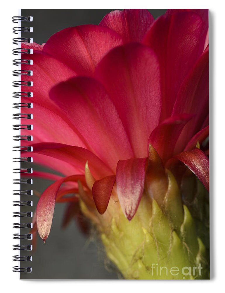 Pink Cactus Flower Spiral Notebook featuring the photograph Hot Pink Cactus Flower by Tamara Becker