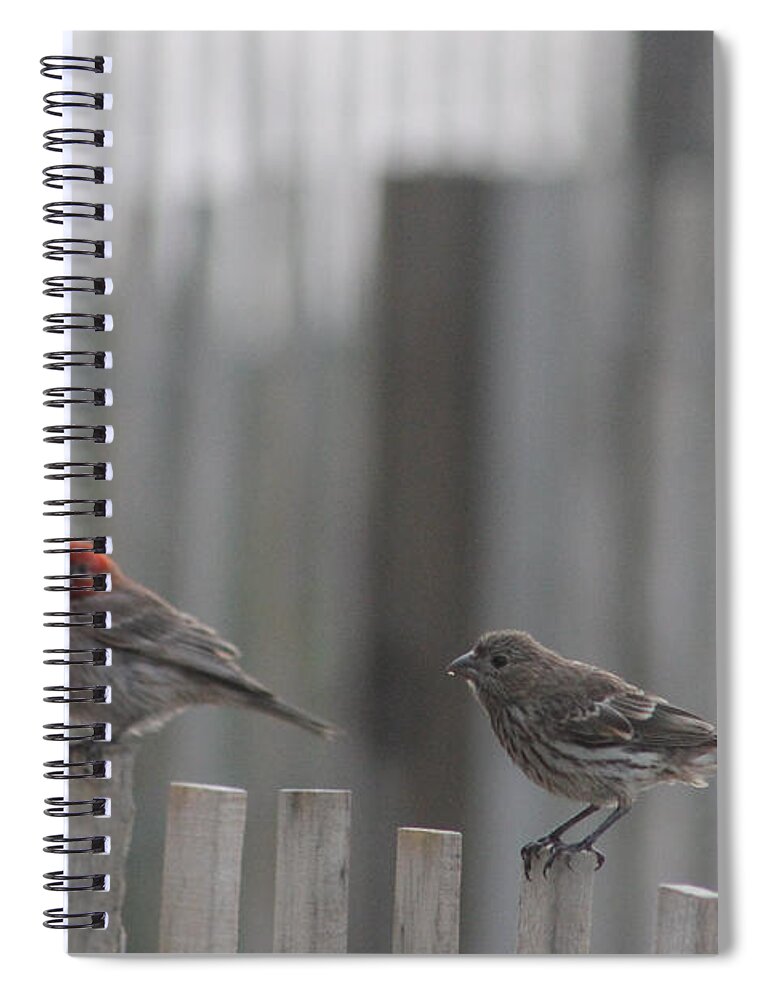 Ornithology Spiral Notebook featuring the photograph House Finches On The Fence by Robert Banach