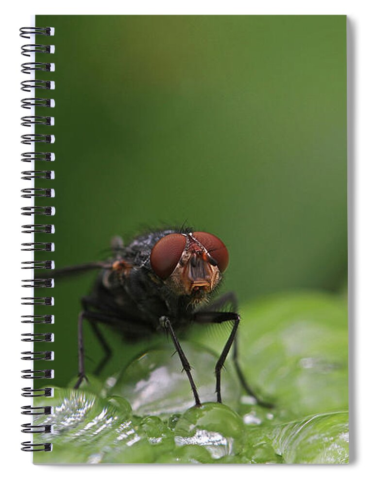 Fly Spiral Notebook featuring the photograph House Fly by Juergen Roth