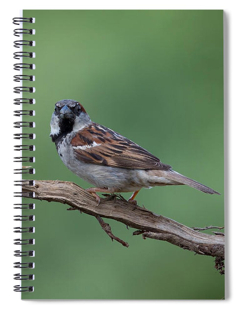 House Sparrow Spiral Notebook featuring the photograph House Sparrow by Holden The Moment