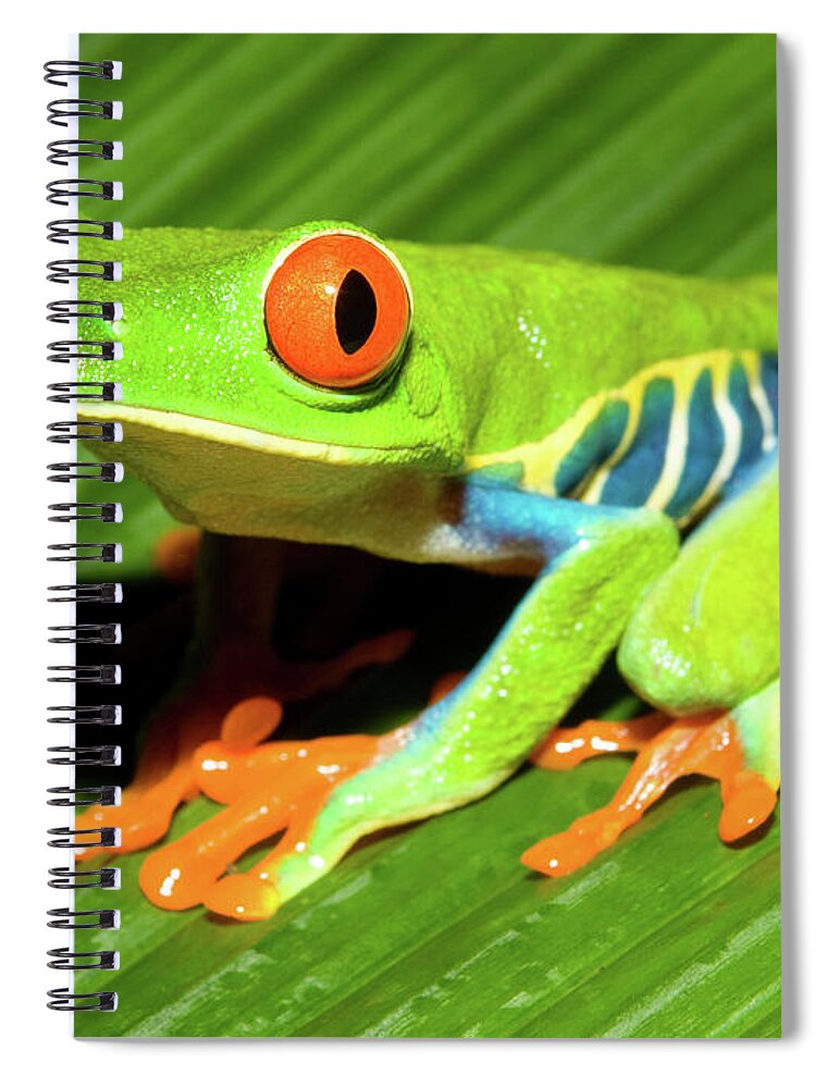 Red-eyed Tree Frog Spiral Notebook featuring the photograph How About Some Real Color by Max Waugh